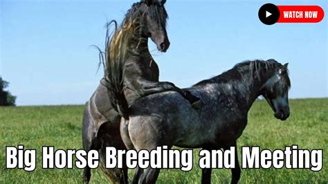 free sex videos with horses|Horse sex .